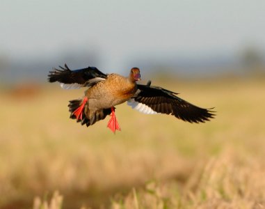 wta_1405_Brazilian Duck Incoming_0101