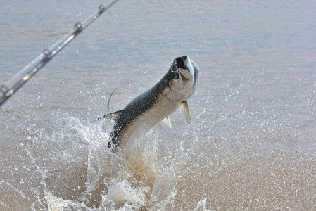 wta_1450_8E12HZ_tarpon4