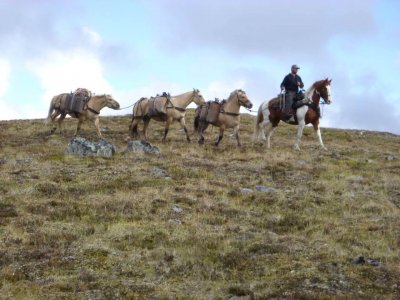 wta_1452_1NIVI5_079_sheep-16