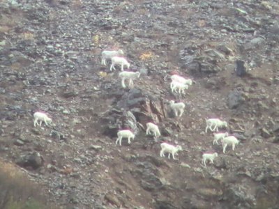 wta_1452_AJ07ZJ_079_sheep-123