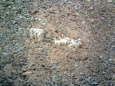 wta_1452_F0RM2A_079_sheep-8