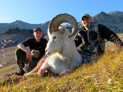 wta_1452_T9HVH8_079_sheep-79