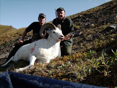 wta_1452_TVZ8S2_079_sheep-23
