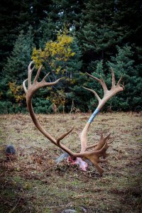 wta_147_5QOYBJ_012_Caribou(4)