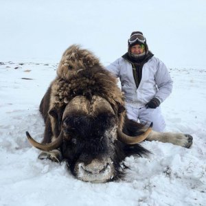 wta_1550_C77USO_KentPeninsulaBarren-groundmuskox