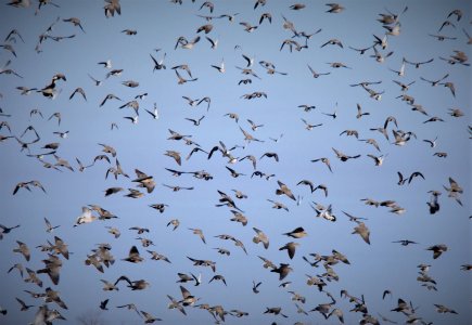 wta_1589_High volume doves