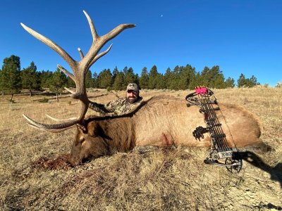 wta_1596_J.P. Bull Elk