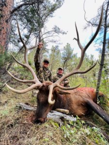 wta_1596_elk-1