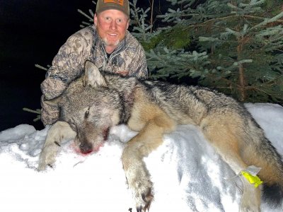 wta_1603_2020 Wolf RS 1st night out