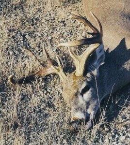 wta_1636_RJIZJC_deer