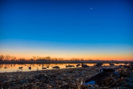 wta_1721_OC7P43_PheasantBonanza1