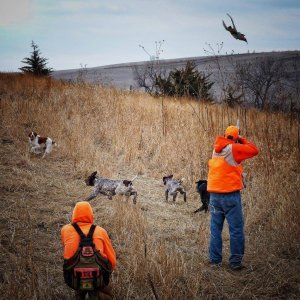 wta_1721_ZS18Z0_PheasantBonanza46
