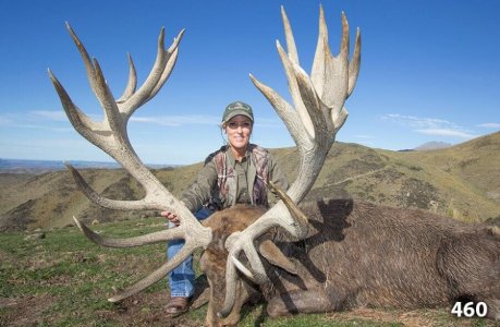 wta_1735__featured_VAAO65_RedStag7