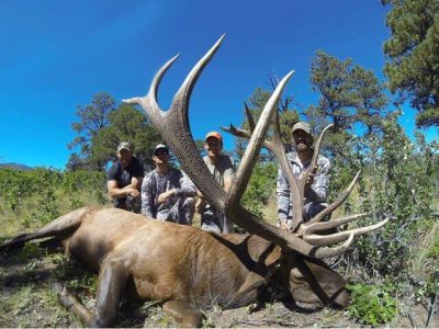 wta_1743_L4K1MB_bigelk
