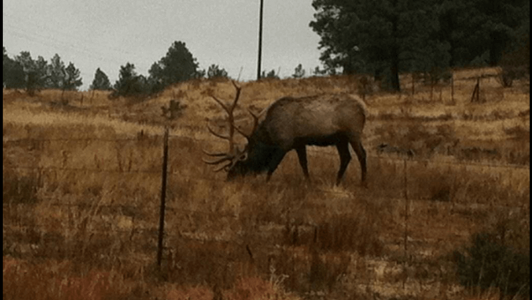 wta_1754_M0WXWS_elk5