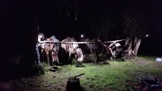wta_1754_UODKJ5_tyehorsesunit36-2019
