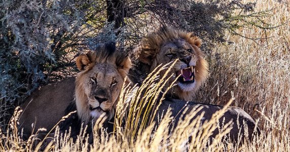 wta_1766_7AIGKR_chapungu-south-africa-kalahari-oryx-13