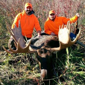 wta_1780__featured_I0J78Q_Moose1