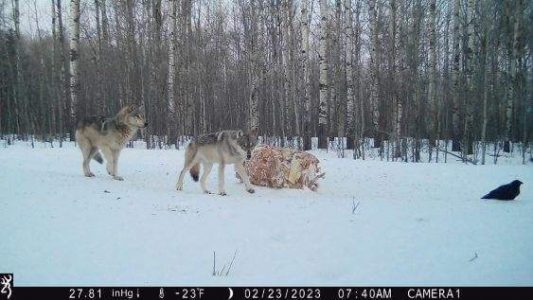 wta_1932_image0000 (10)