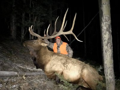 Colorado Wilderness Elk