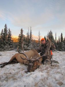 Colorado Wilderness Elk