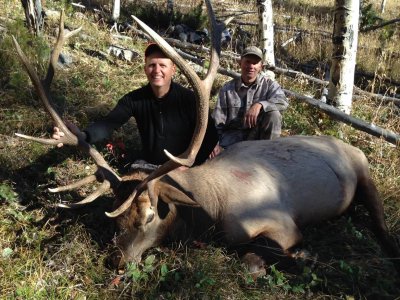Colorado Wilderness Elk