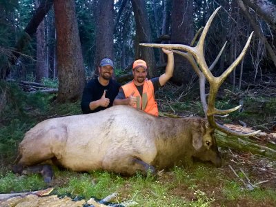 Colorado Wilderness Elk