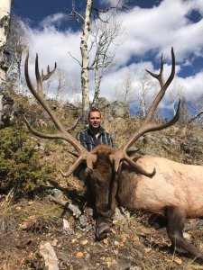 Colorado Wilderness Elk