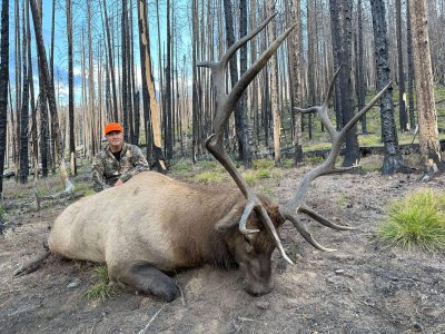 Colorado Wilderness Elk