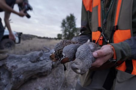 wta_1952_AZ Quail 2