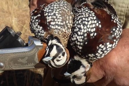 wta_1952_AZ quail 1