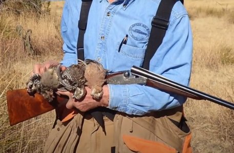 wta_1952_AZ quail 4