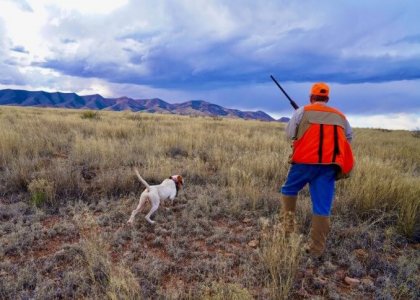 wta_1952_AZ quail
