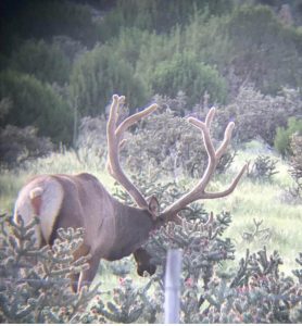 wta_1956_Live Bull 2020