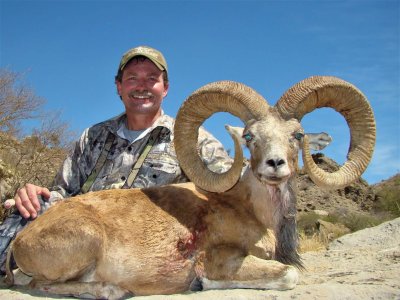 wta_2034_Blanford urial (1)