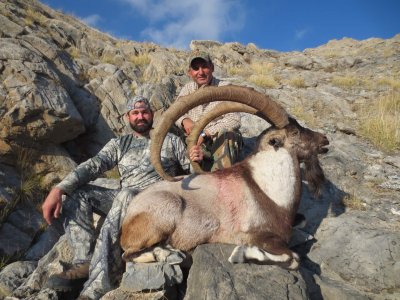 wta_2037_Bezoar Ibex (12)