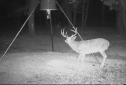 wta_2062_OK deer 2