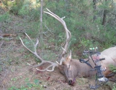 wta_2098_2009 elk
