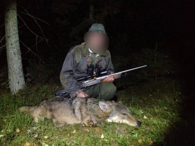 wta_2101_wolf1-800x600