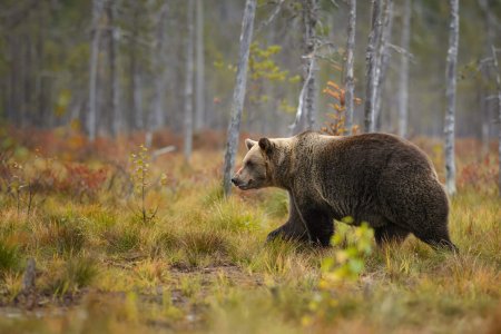 Brown Bear in Nordic forest