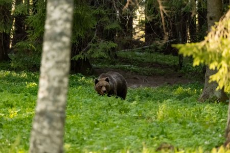 Wild brown bear searches for food