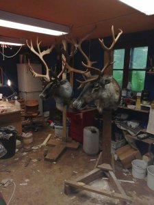 wta_2134_raindeer trophy
