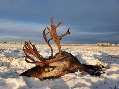 wta_2134_raindeer5