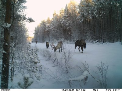 wta_2134_raindeerforest