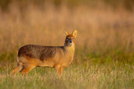 Chinese Water Deer stands in a Cambridgeshire Fen
