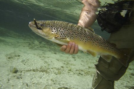wta_2180_bachforelle_fliegenfischen_grossarltal_klein-gross