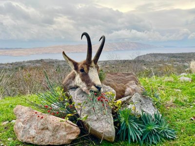 wta_2187_Balkan chamois2