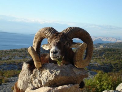 wta_2187_muflon 4