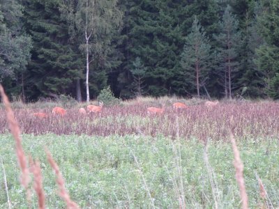 wta_2191_White tail (11)