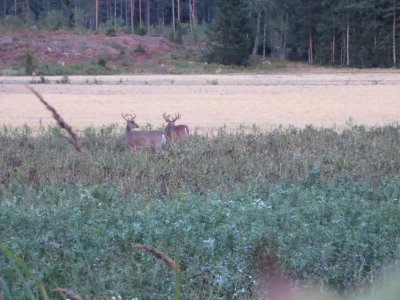 wta_2191_White tail (12)